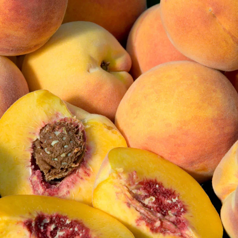 California Peach, 3 on 1 Multi Grafted Fruit Tree