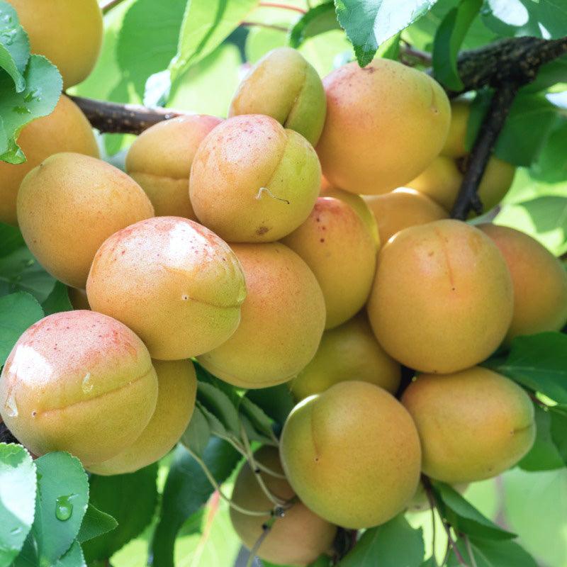 Sicilian Nectarine Tree