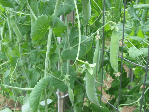 Organic Green Arrow Shelling Pea