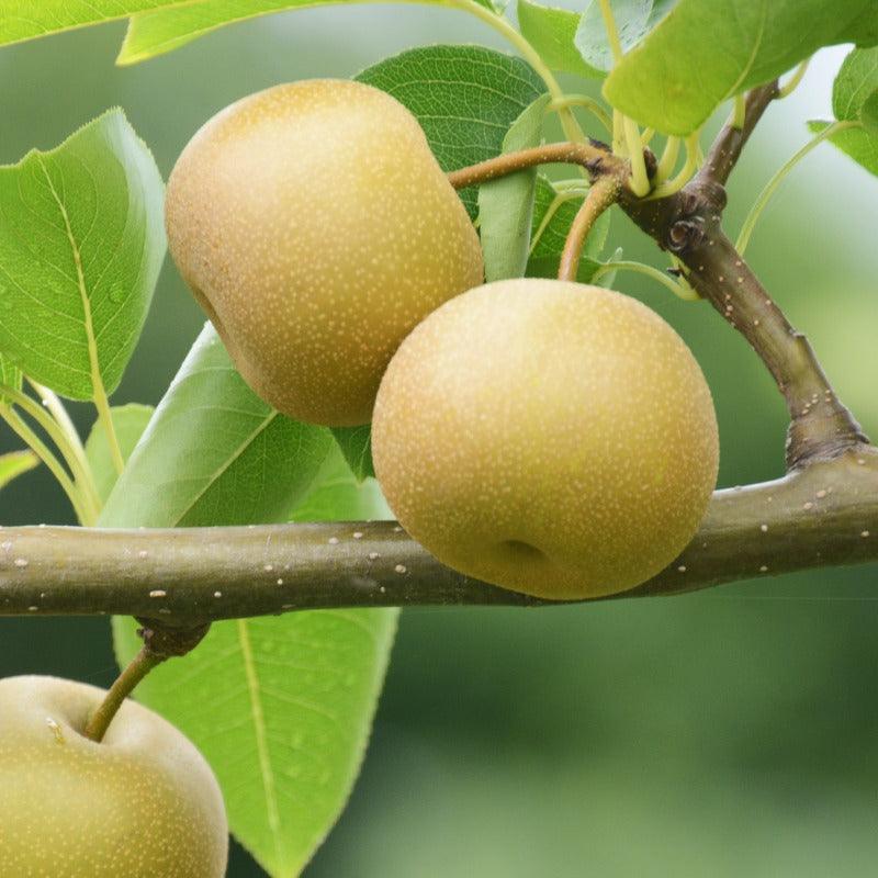 Asian Pears, 4 on 1 Multi Grafted Fruit Tree