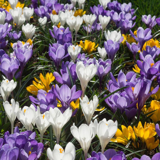 Snow Crocus Bulb Mix (Pack of 25)