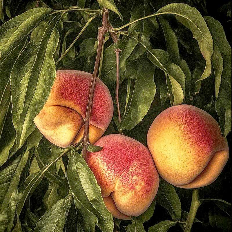 Showy Flowers Peach/Nectarine, 3 on 1 Multi Grafted Fruit Tree