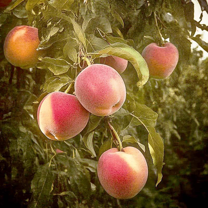 Suncrest Peach Tree