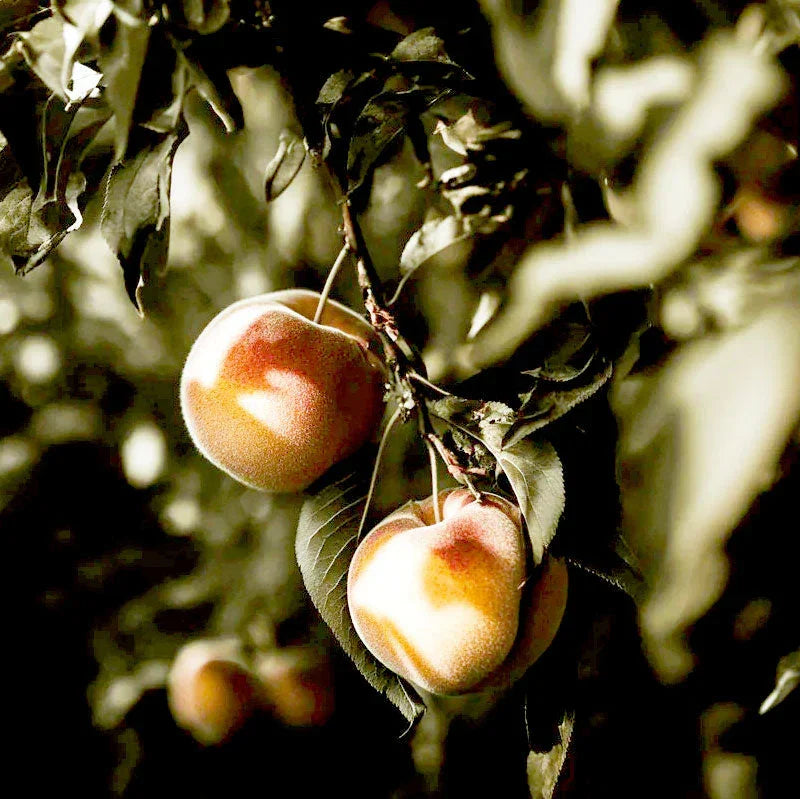 Suncrest Peach Tree