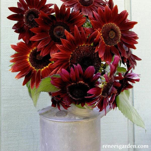 Cinnamon Sun Sunflower