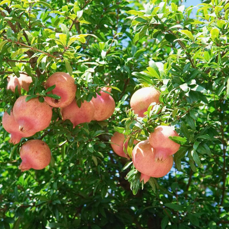 Potted Pomegranate Tree - Sweet