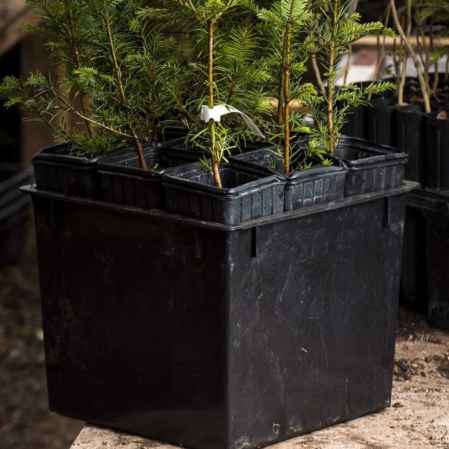 Treepot Tray - TRAY10 (13 x 13 x 10′′)