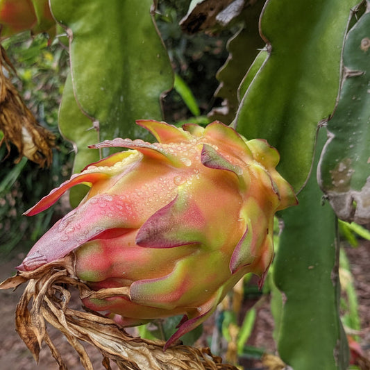 The Wallace Ranch Graft Hybrid Cutting