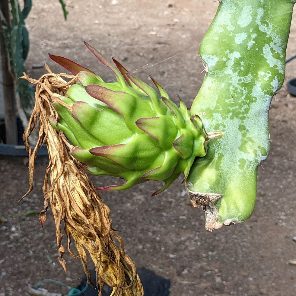 The Wallace Ranch Graft Hybrid Cutting