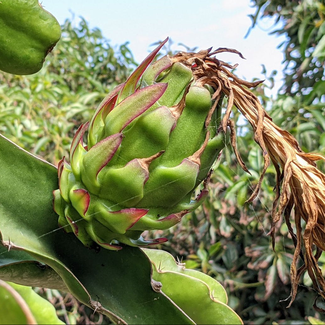 The Wallace Ranch Graft Hybrid Cutting