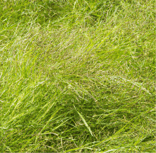 Peaceful Valley Thoroughbred Pasture Mix (lb)