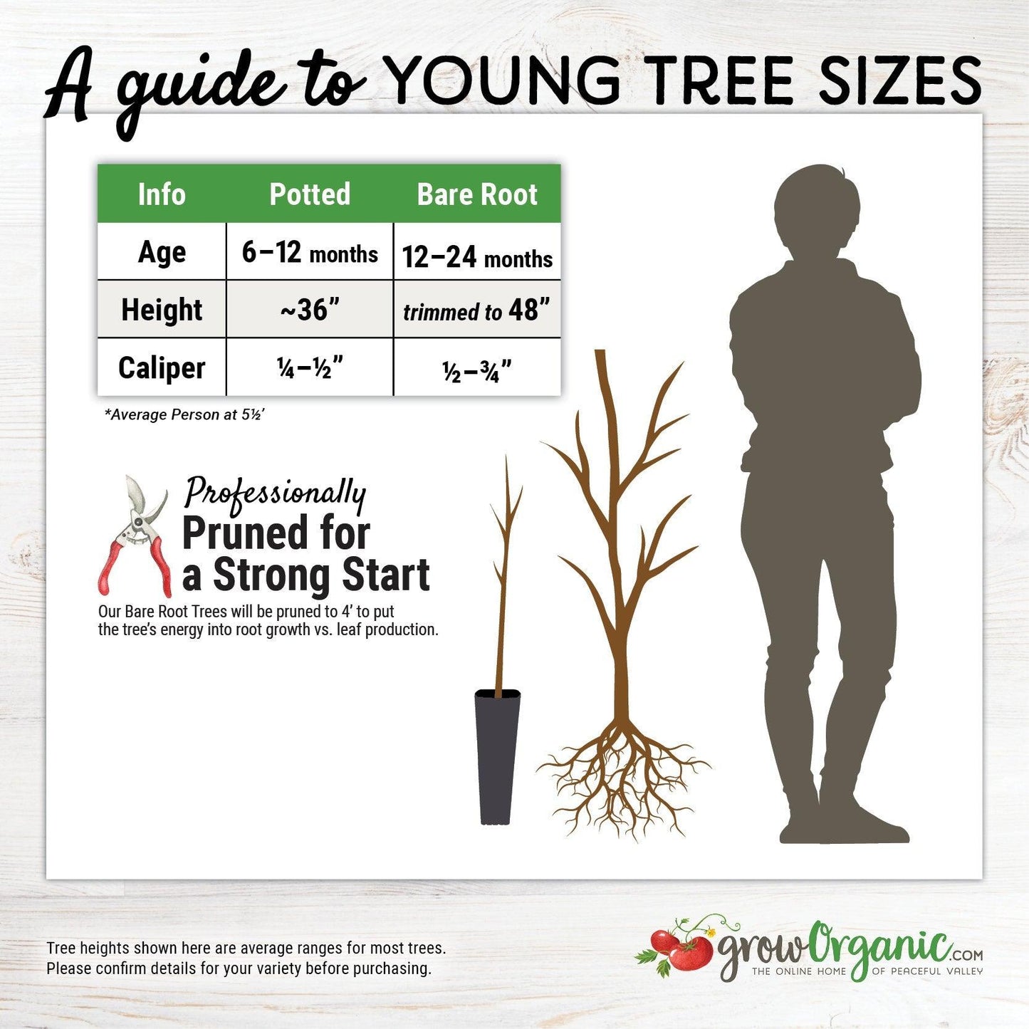 Craig's Crimson Cherry Tree