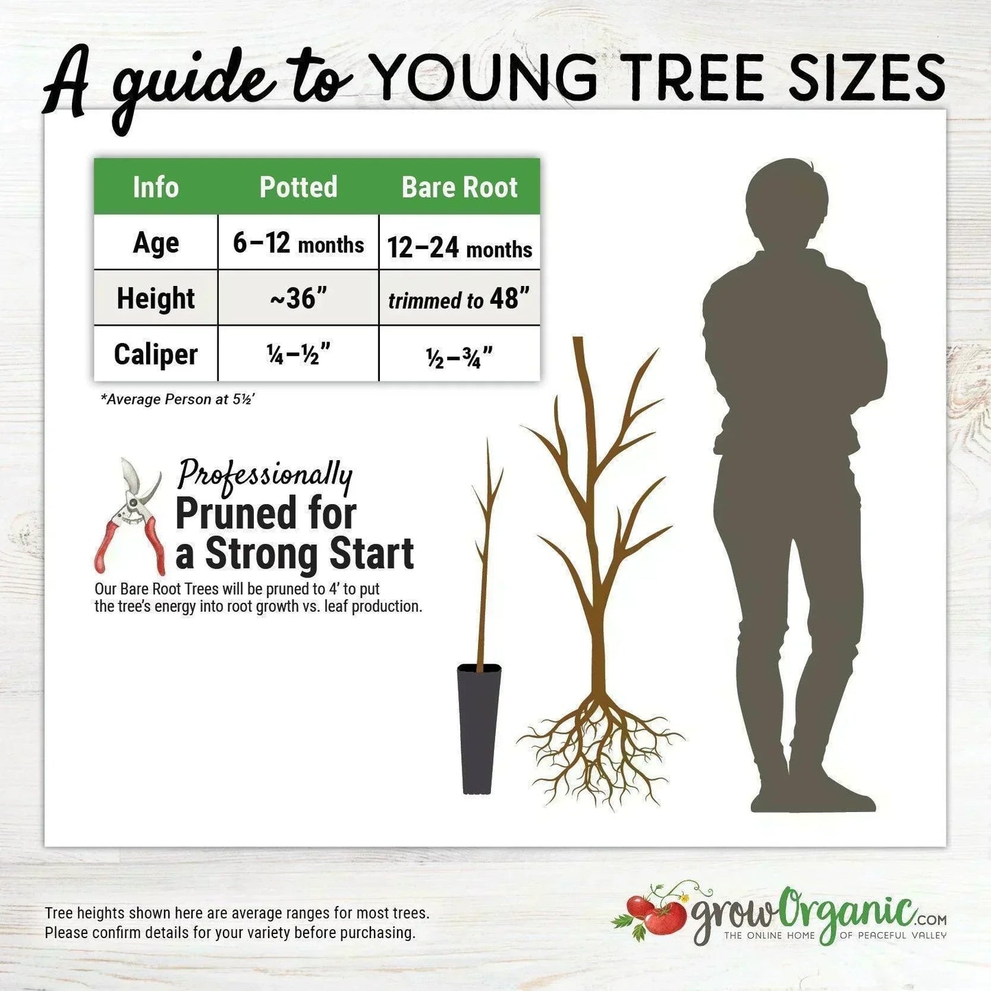 Old School Apple Tree