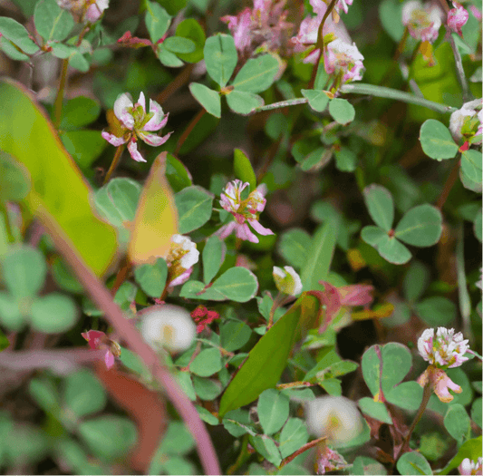 Peaceful Valley Tree and Vine Cover Crop Mix (lb)