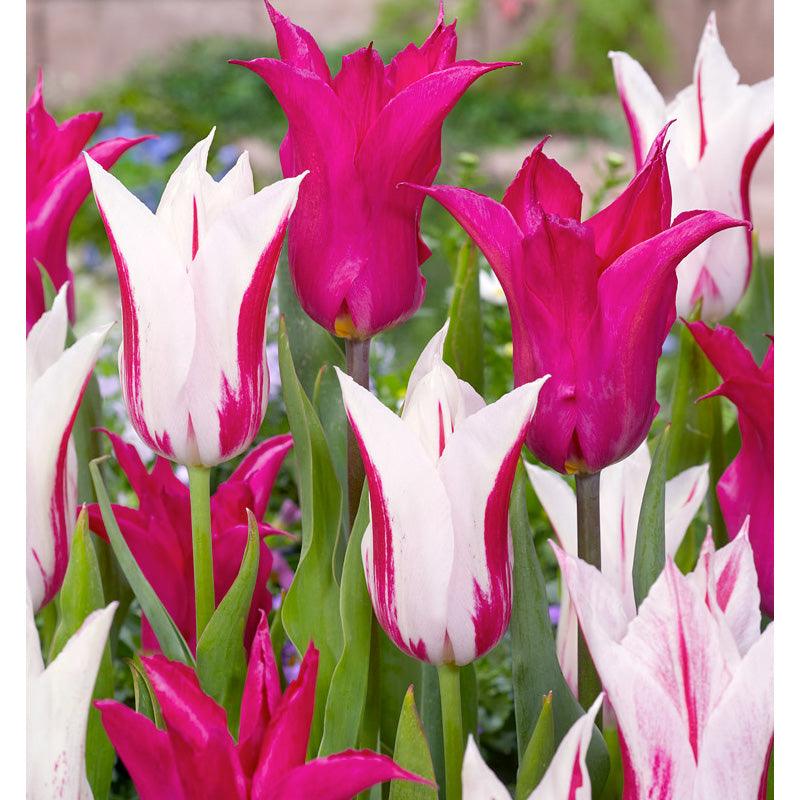 Neon Flash Tulip Bulb Mix (Pack of 12)