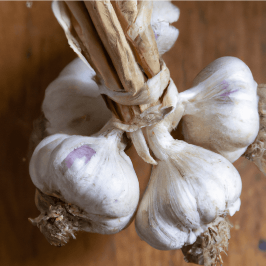 Purple Italian Garlic (lb)