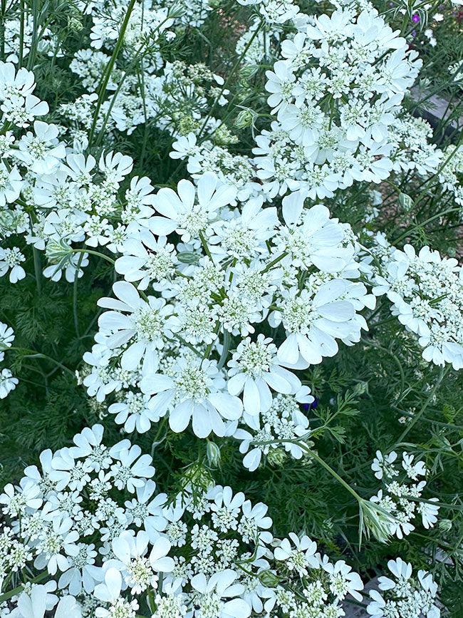 White Lace Orlaya Grandiflora