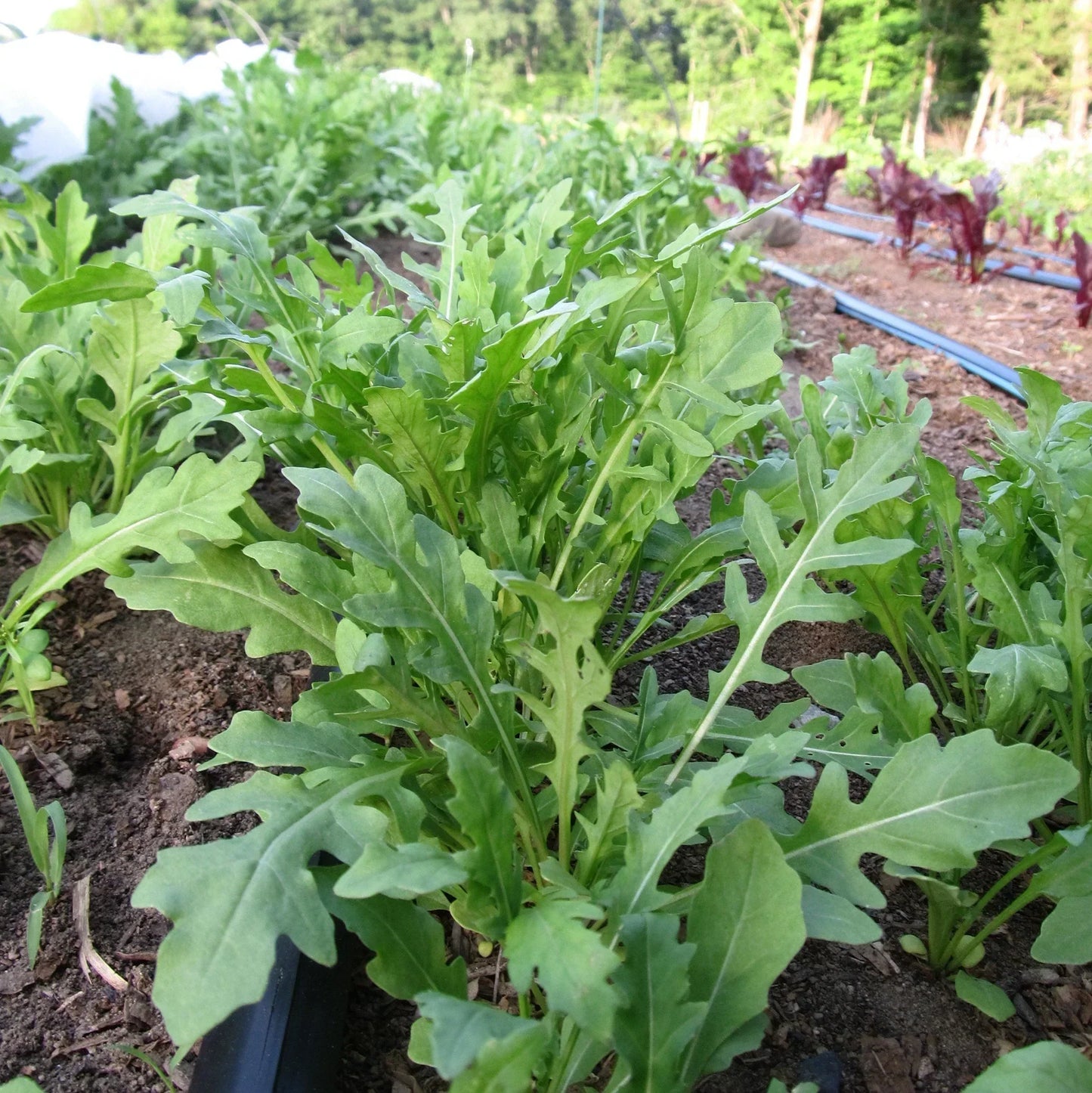 Winter Greens Seeds Mix (Organic)
