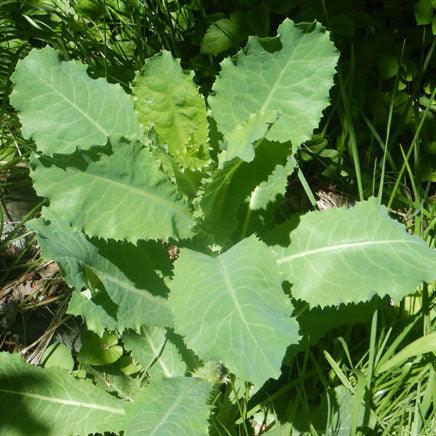 Wild Lettuce Seeds (Organic)