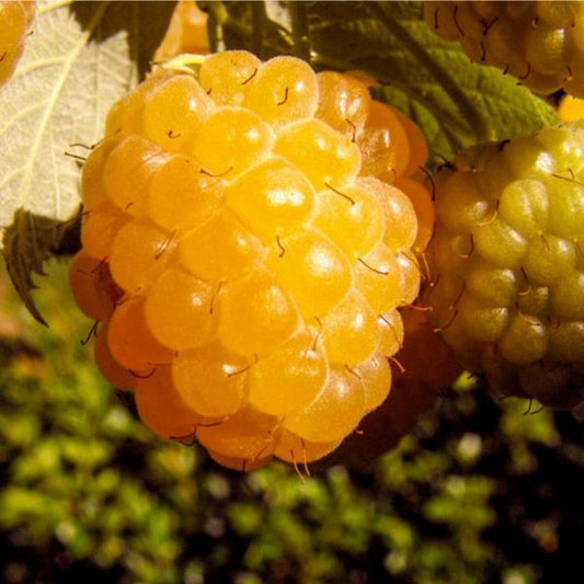Raspberry - Yellow Honey Queen