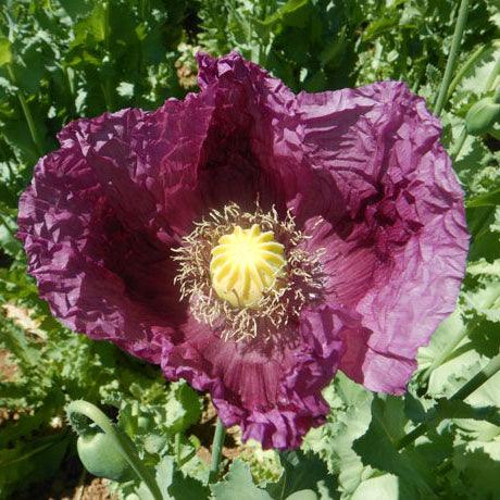 Zahir Poppy Seeds (Organic)
