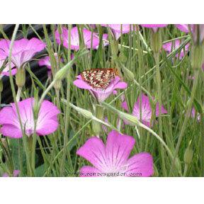 Purple Queen and Pink Contessa Agrostemma Flower Seeds