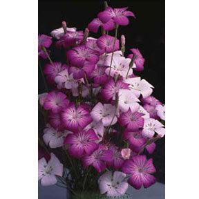Purple Queen and Pink Contessa Agrostemma Flower Seeds