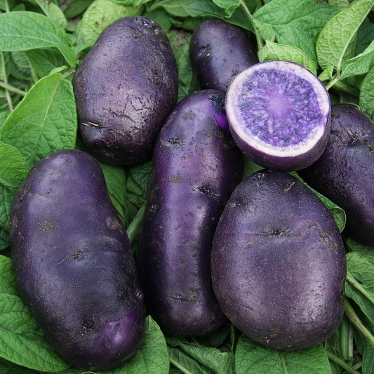 Collection: Organic Seed Potatoes
