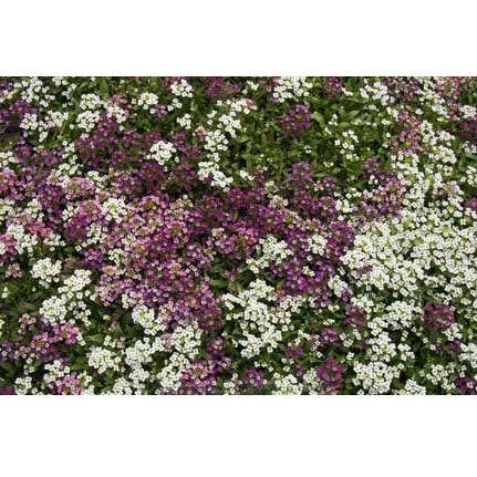 Honeyscented Gulf Winds Alyssum Flower Seed Mix