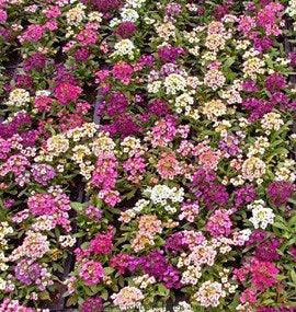 Honeyscented Gulf Winds Alyssum Flower Seed Mix