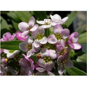 Honeyscented Gulf Winds Alyssum Flower Seed Mix