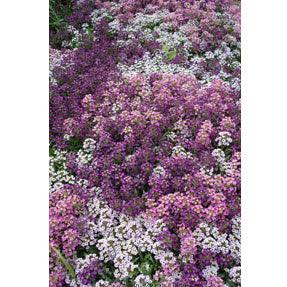 Summer Romance Alyssum Flower Seed Mix