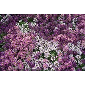 Summer Romance Alyssum Flower Seed Mix