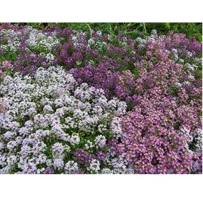 Summer Romance Alyssum Flower Seed Mix
