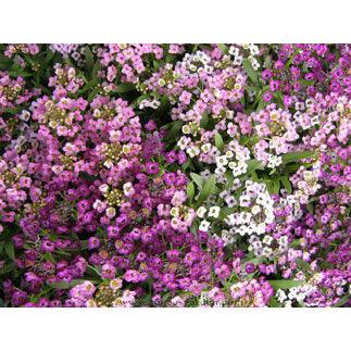 Summer Romance Alyssum Flower Seed Mix