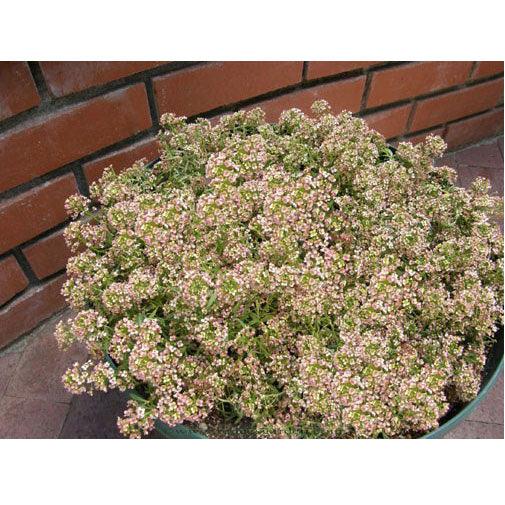 Summer Peaches Alyssum Flower Seeds