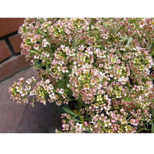 Summer Peaches Alyssum Flower Seeds