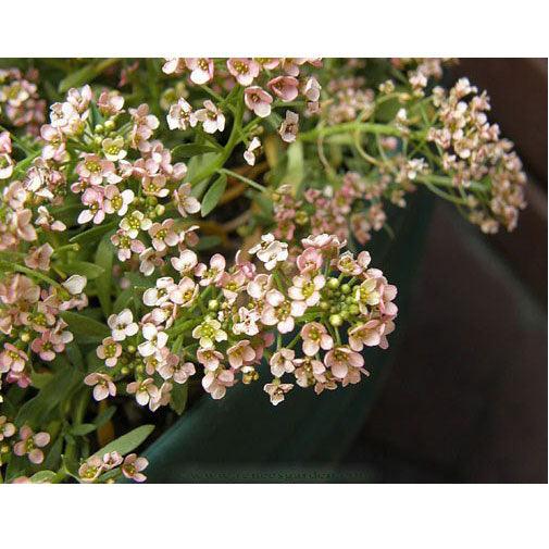 Summer Peaches Alyssum Flower Seeds