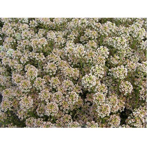 Summer Peaches Alyssum Flower Seeds