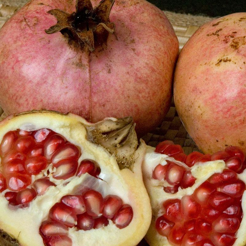 Potted Pomegranate Tree - Ambrosia