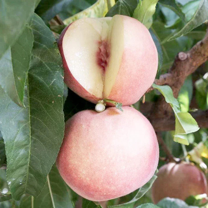 White Peach/Nectarine, 3 on 1 Multi Grafted Fruit Tree
