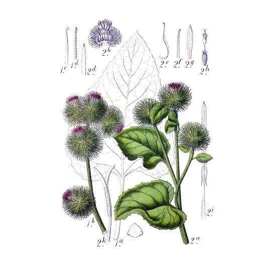 Gobo Burdock Seeds (Organic)