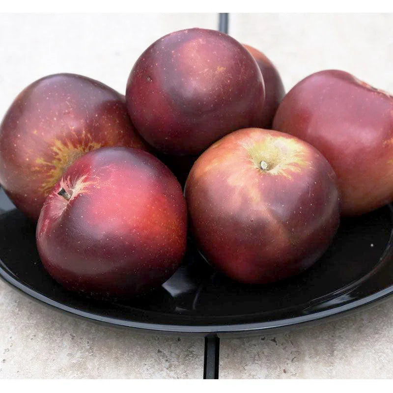Arkansas Black Spur Apple Tree