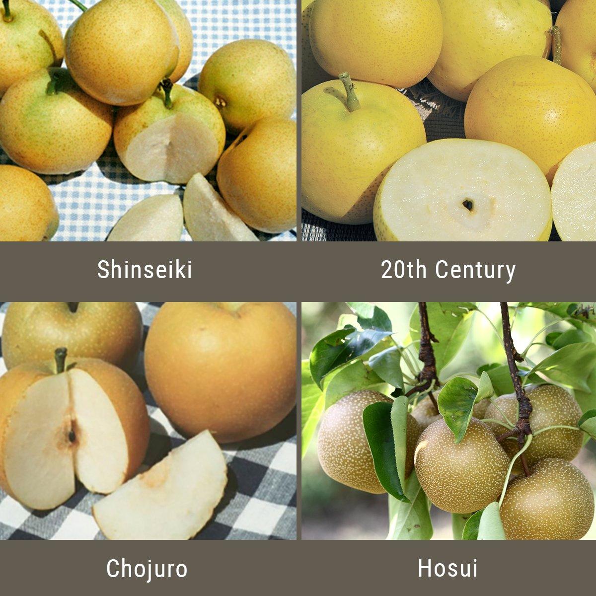Asian Pears, 4 on 1 Multi Grafted Fruit Tree