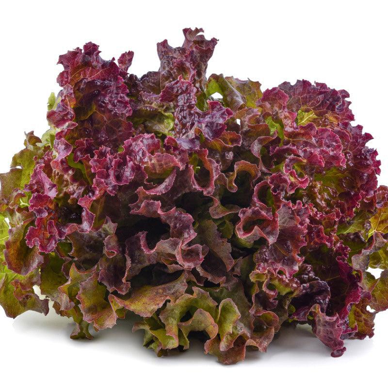 Drunken Woman Loose Leaf Lettuce Seeds (Organic)