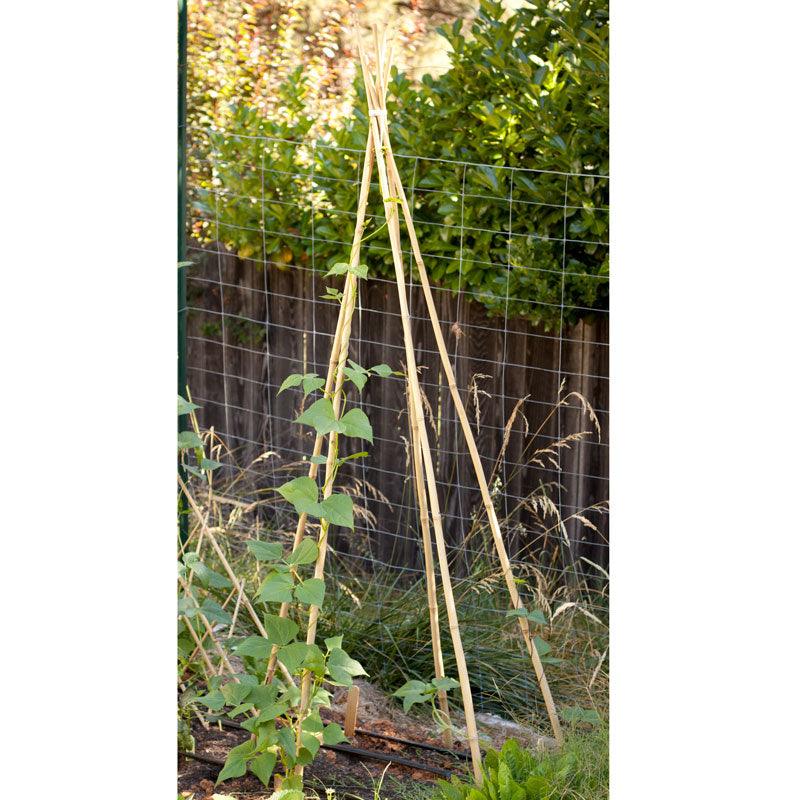 Bamboo Stakes - 7' (Pack of 10)