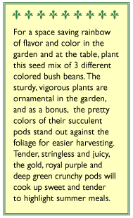 Gold Purple & Green Tricolor Bush Bean Seed Mix