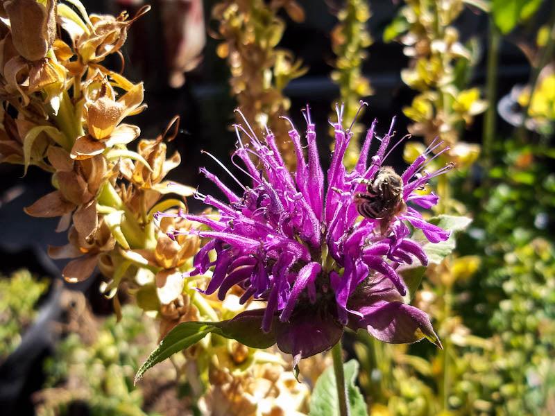 Bee Balm