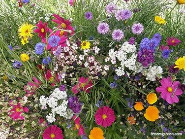 Beekeeper's Early Blooming Mix