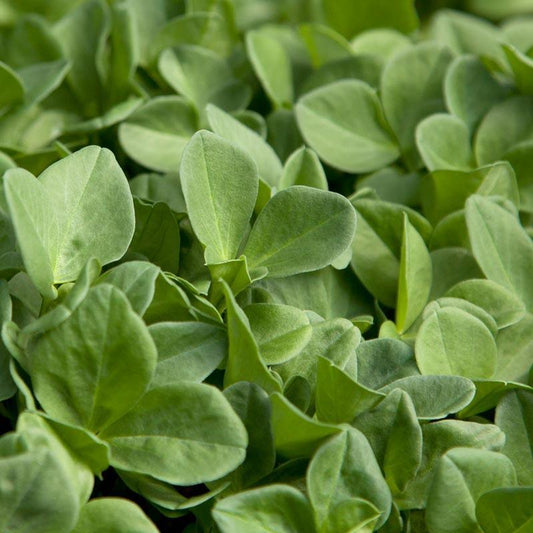 Bell Beans - Raw Seed (lb)